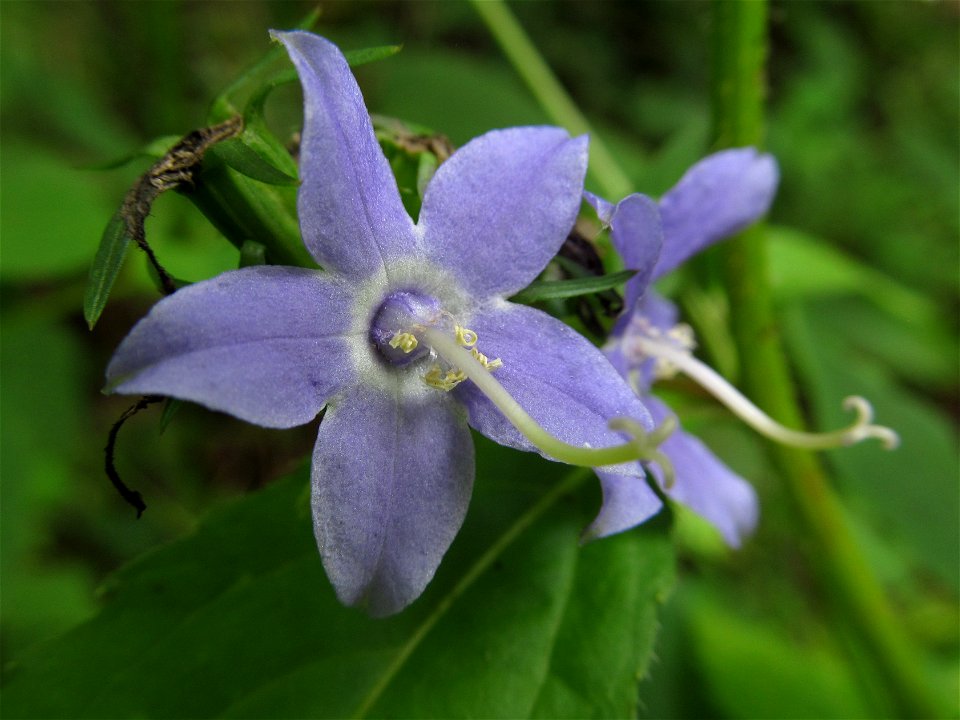 American Bellflower (Campanula americana) blooming in the Seldom Seen Greenway, Pittsburgh