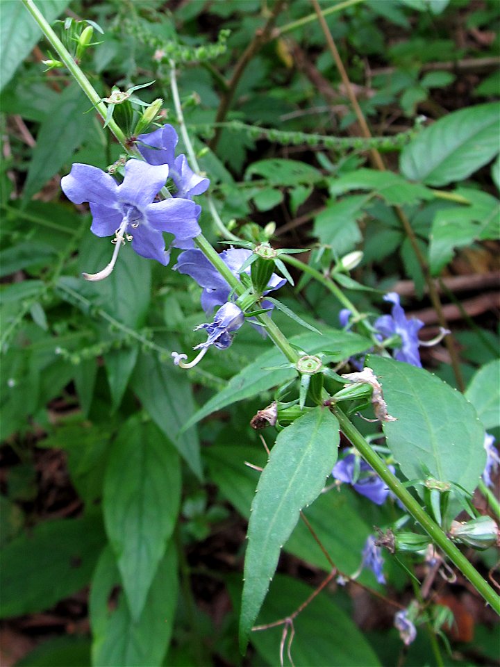 American Bellflower (Campanula americana) blooming in the Seldom Seen Greenway, Pittsburgh