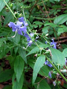 American Bellflower (Campanula americana) blooming in the Seldom Seen Greenway, Pittsburgh