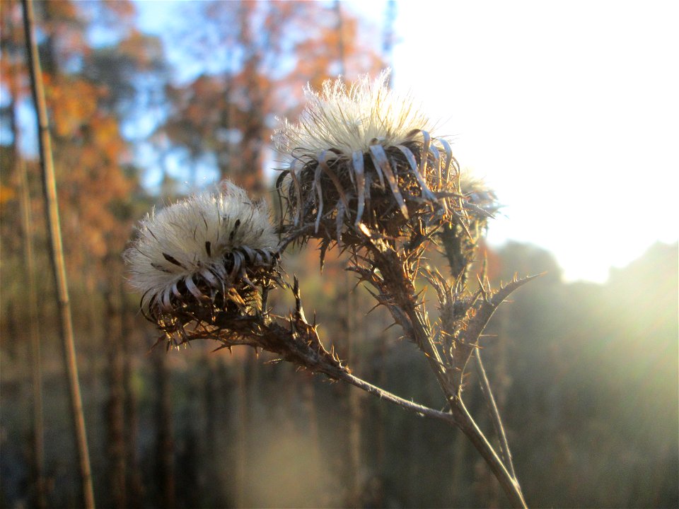 Golddistel (Carlina vulgaris) in der Schwetzinger Hardt - an der Bahnstrecke Mannheim-Karlsruhe findet sich ein kleines Sandmagerrasen-Biotop mit typischer Binnendünen-Vegetation