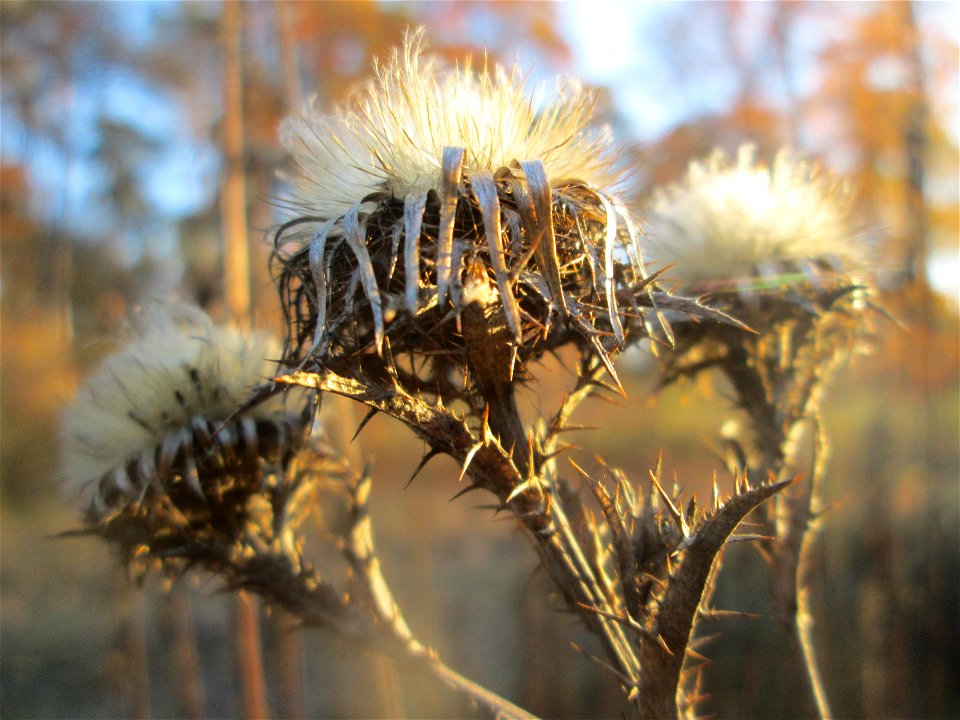 Golddistel (Carlina vulgaris) in der Schwetzinger Hardt - an der Bahnstrecke Mannheim-Karlsruhe findet sich ein kleines Sandmagerrasen-Biotop mit typischer Binnendünen-Vegetation