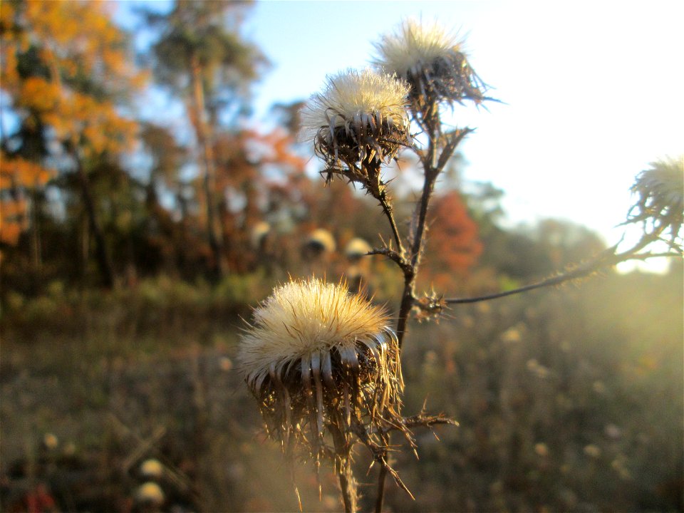 Golddistel (Carlina vulgaris) in der Schwetzinger Hardt - an der Bahnstrecke Mannheim-Karlsruhe findet sich ein kleines Sandmagerrasen-Biotop mit typischer Binnendünen-Vegetation