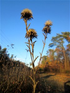 Golddistel (Carlina vulgaris) in der Schwetzinger Hardt - an der Bahnstrecke Mannheim-Karlsruhe findet sich ein kleines Sandmagerrasen-Biotop mit typischer Binnendünen-Vegetation photo