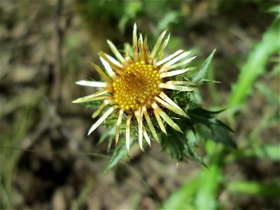 Golddistel (Carlina vulgaris) an der alten Tuffgrube bei Kennfus