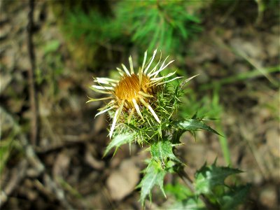 Golddistel (Carlina vulgaris) an der alten Tuffgrube bei Kennfus