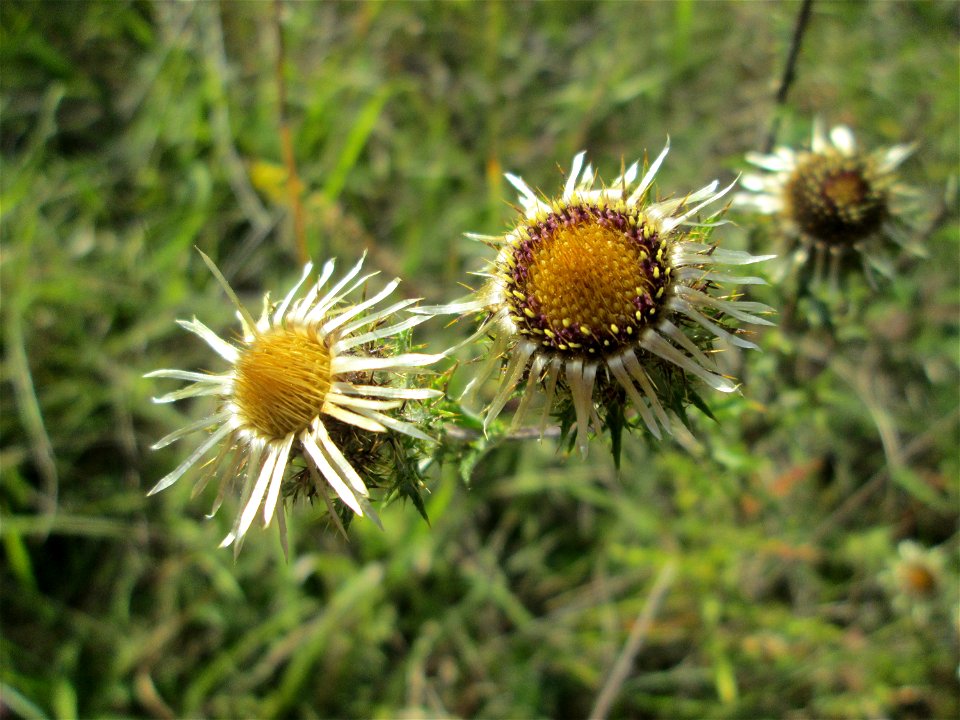 Golddistel (Carlina vulgaris) im Naturschutzgebiet Birzberg