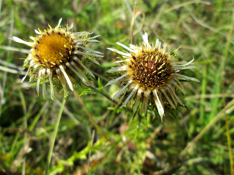 Golddistel (Carlina vulgaris) im Naturschutzgebiet Birzberg