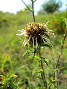 Golddistel (Carlina vulgaris) im Naturschutzgebiet Birzberg