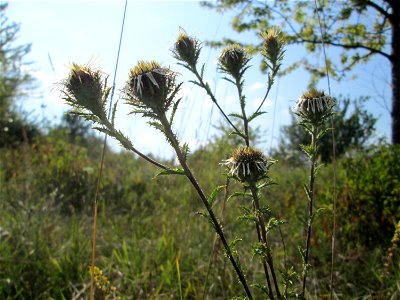 Golddistel (Carlina vulgaris) im Naturschutzgebiet Birzberg