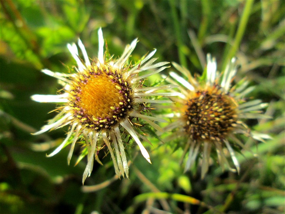 Golddistel (Carlina vulgaris) im Naturschutzgebiet Birzberg