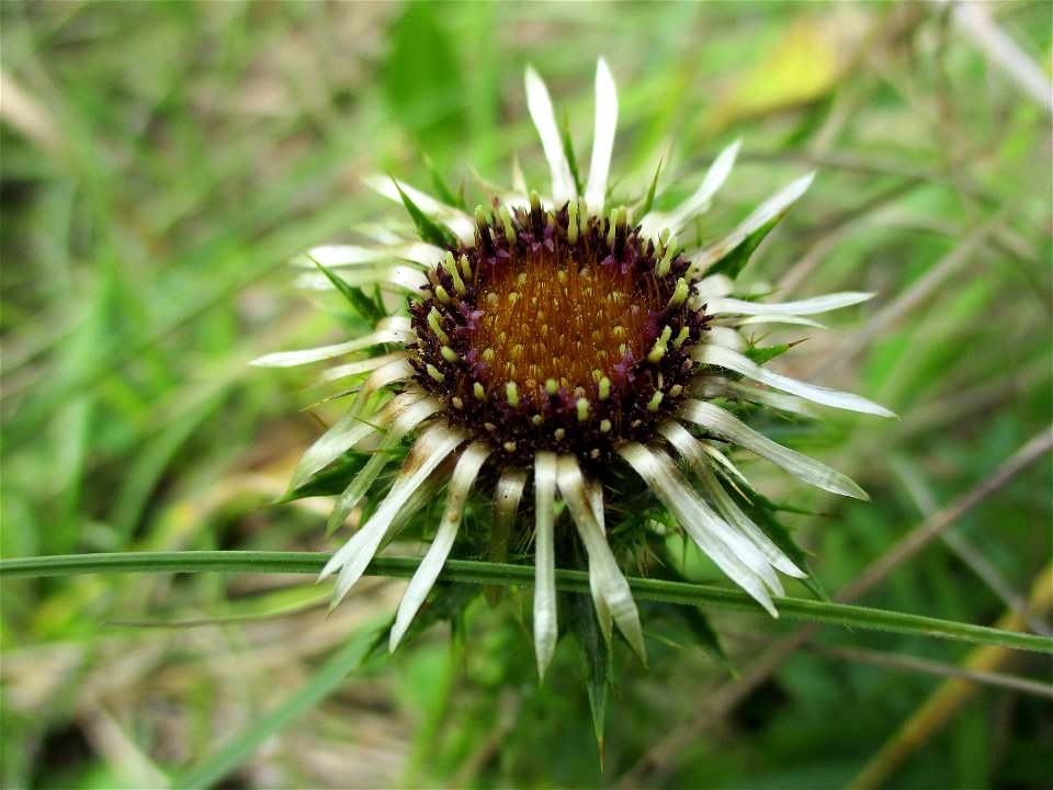 Golddistel (Carlina vulgaris) im Naturschutzgebiet Birzberg