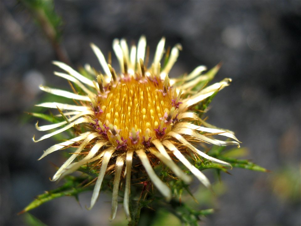 View of the total inflorescence of Carlina vulgaris (Asteraceae)
