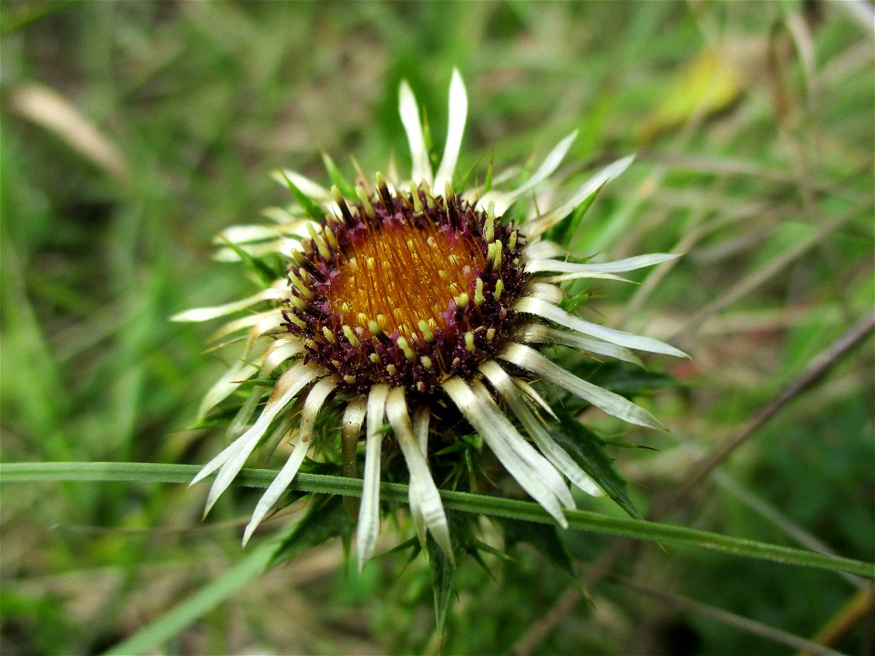 Golddistel (Carlina vulgaris) im Naturschutzgebiet Birzberg