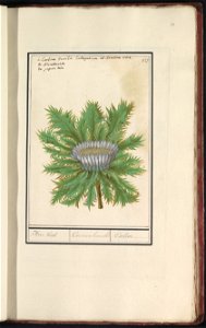 IdentificatieTitel(s): Driedistel (Carlina vulgaris)Aver wurtel. / Cartina Humilis / Carline (titel op object)Objecttype: tekening Objectnummer: RP-T-BR-2017-1-11-32Omschrijving: Driedistel. Genummerd