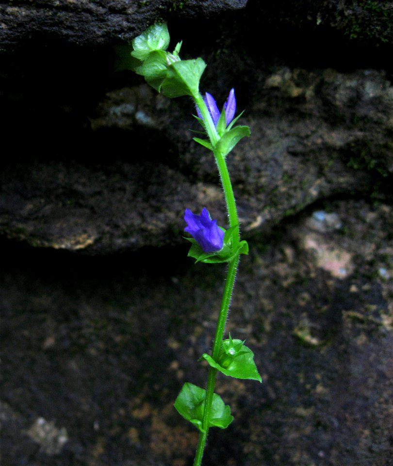 Triodanis perfoliata, growing on limestone banks of Cummins Falls, Jackson County, Tennessee.