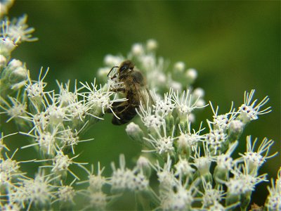 Tall Thoroughwort (Eupatorium altissimum) blooming in Bethel Park, near Pittsburgh