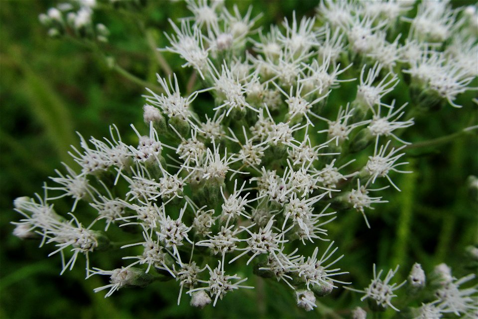 Tall Thoroughwort (Eupatorium altissimum) blooming in Bethel Park, near Pittsburgh