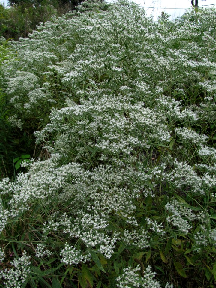 Tall Thoroughwort (Eupatorium altissimum) blooming in Bethel Park, near Pittsburgh