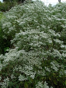 Tall Thoroughwort (Eupatorium altissimum) blooming in Bethel Park, near Pittsburgh