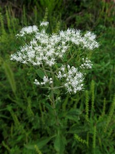 Tall Thoroughwort (Eupatorium altissimum) blooming in Bethel Park, near Pittsburgh