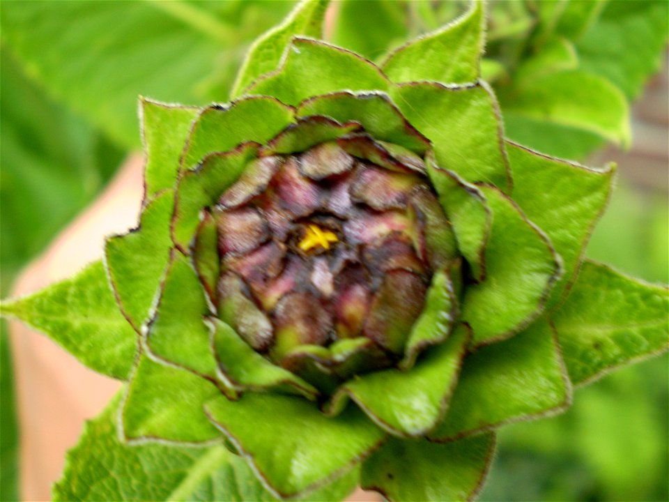 Helianthus atrorubens