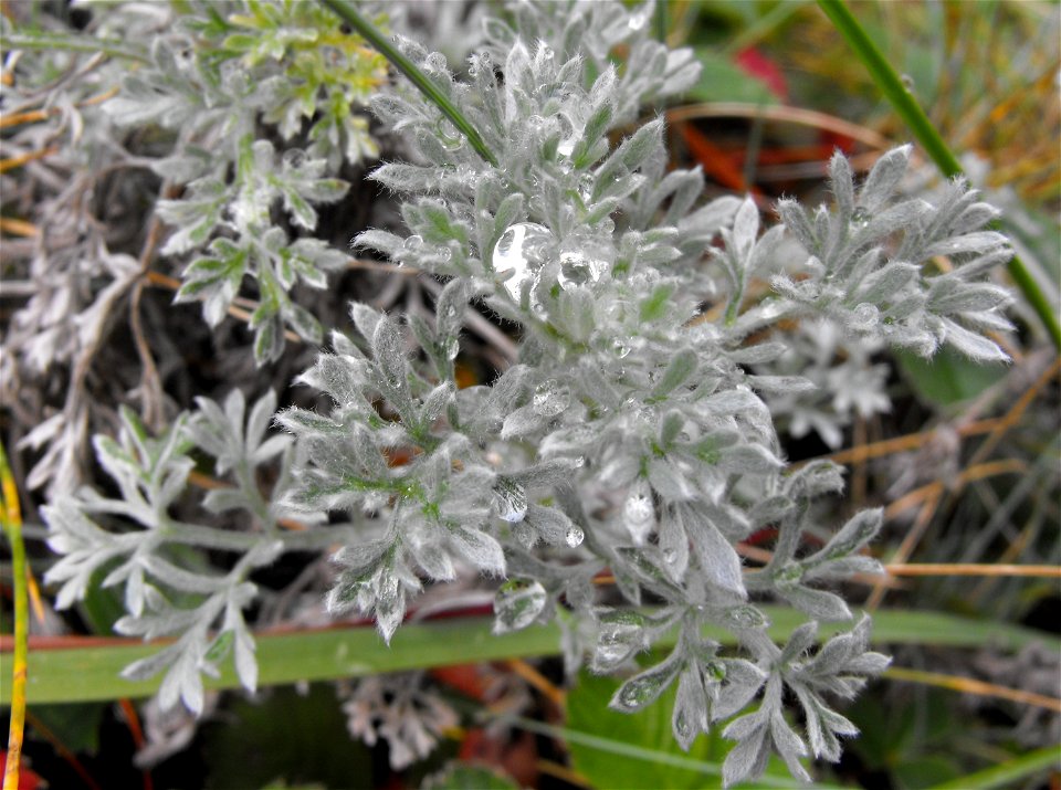 Artemisia pycnocephala at the UC Berkeley Botanical Garden, California, USA. Identified by sign.