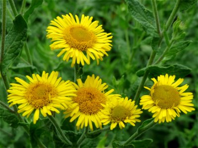 Großes Flohkraut (Pulicaria dysenterica) im Hockenheimer Rheinbogen