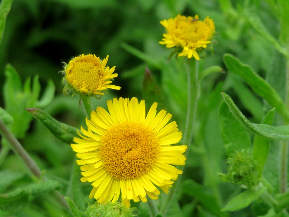 Großes Flohkraut (Pulicaria dysenterica) im Hockenheimer Rheinbogen