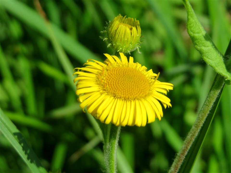 Großes Flohkraut (Pulicaria dysenterica) im Hockenheimer Rheinbogen