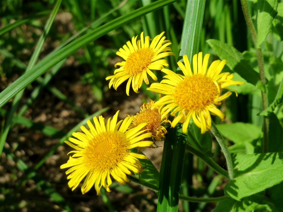 Großes Flohkraut (Pulicaria dysenterica) im Hockenheimer Rheinbogen