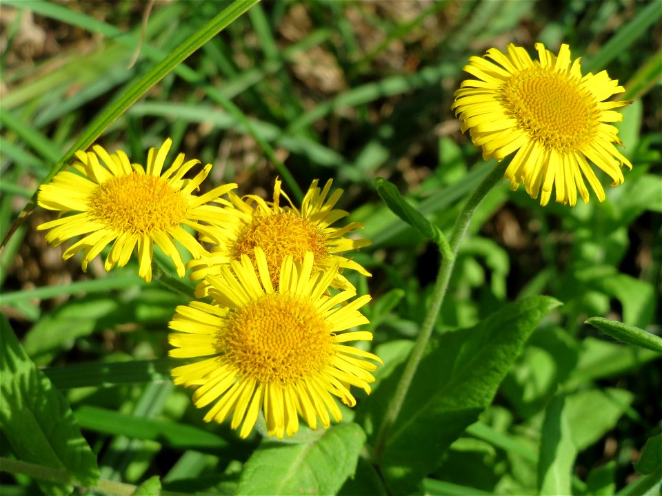 Großes Flohkraut (Pulicaria dysenterica) im Hockenheimer Rheinbogen
