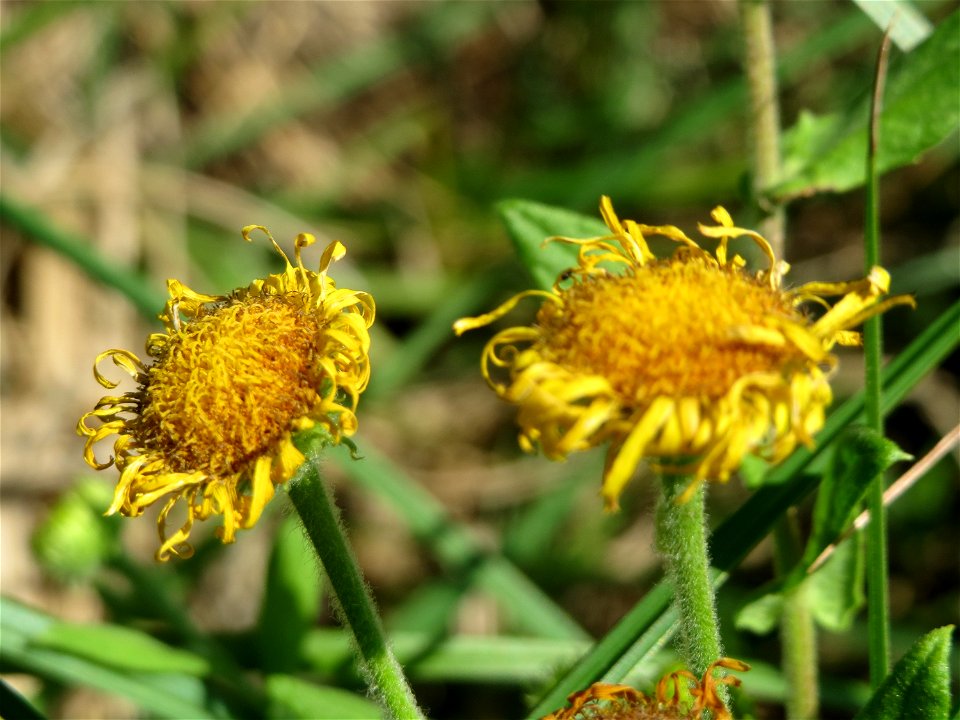 Großes Flohkraut (Pulicaria dysenterica) im Hockenheimer Rheinbogen