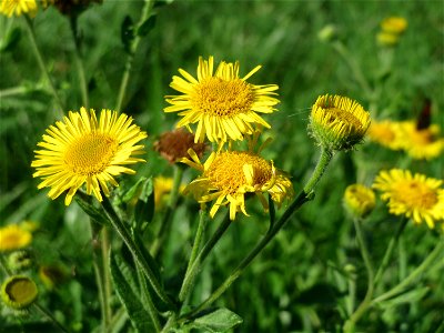 Großes Flohkraut (Pulicaria dysenterica) im Naturschutzgebiet Karl-Ludwig-See