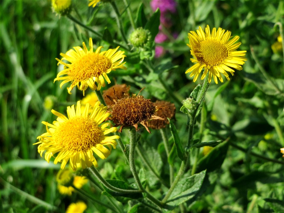 Großes Flohkraut (Pulicaria dysenterica) im Naturschutzgebiet Karl-Ludwig-See