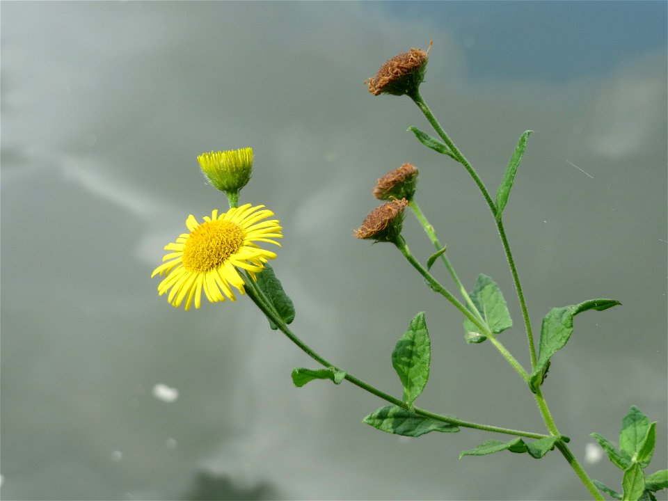 Großes Flohkraut (Pulicaria dysenterica) an der Saar in Saarbrücken