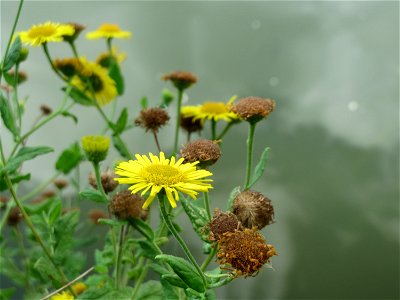 Großes Flohkraut (Pulicaria dysenterica) an der Saar in Saarbrücken