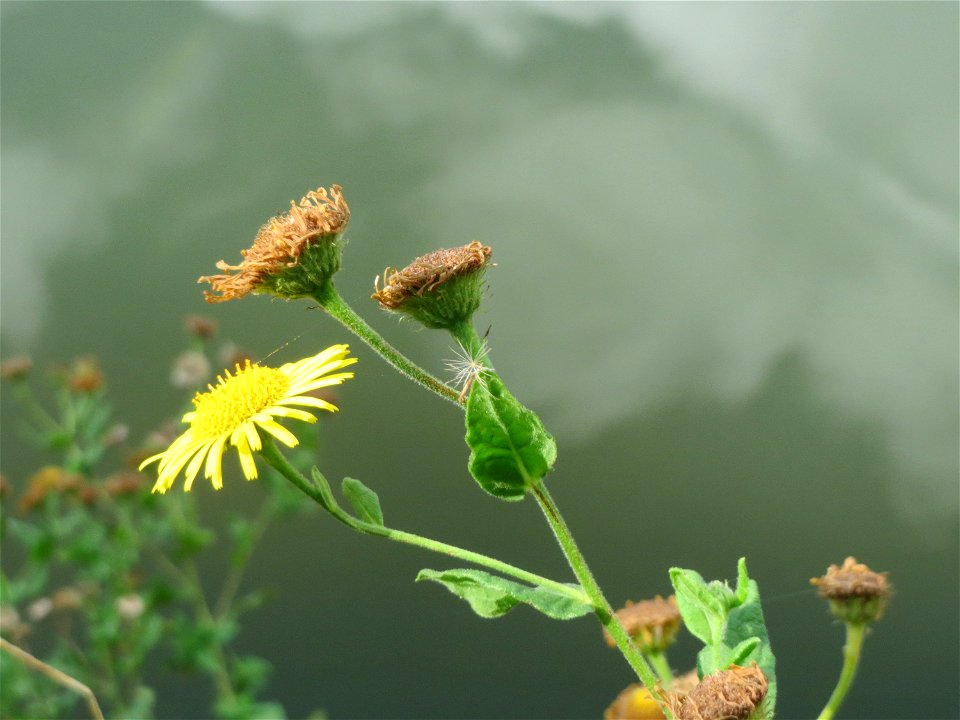 Großes Flohkraut (Pulicaria dysenterica) an der Saar in Saarbrücken