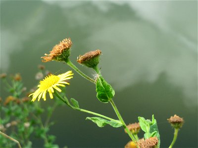 Großes Flohkraut (Pulicaria dysenterica) an der Saar in Saarbrücken
