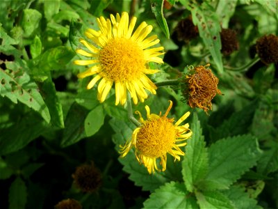 Großes Flohkraut (Pulicaria dysenterica) im Hockenheimer Rheinbogen