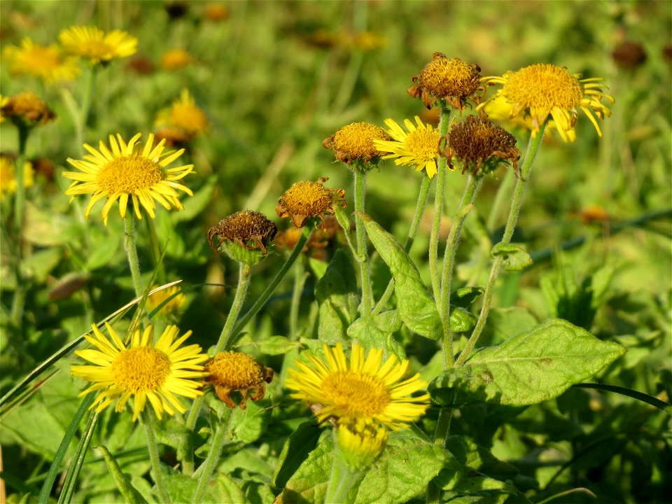 Großes Flohkraut (Pulicaria dysenterica) im Hockenheimer Rheinbogen