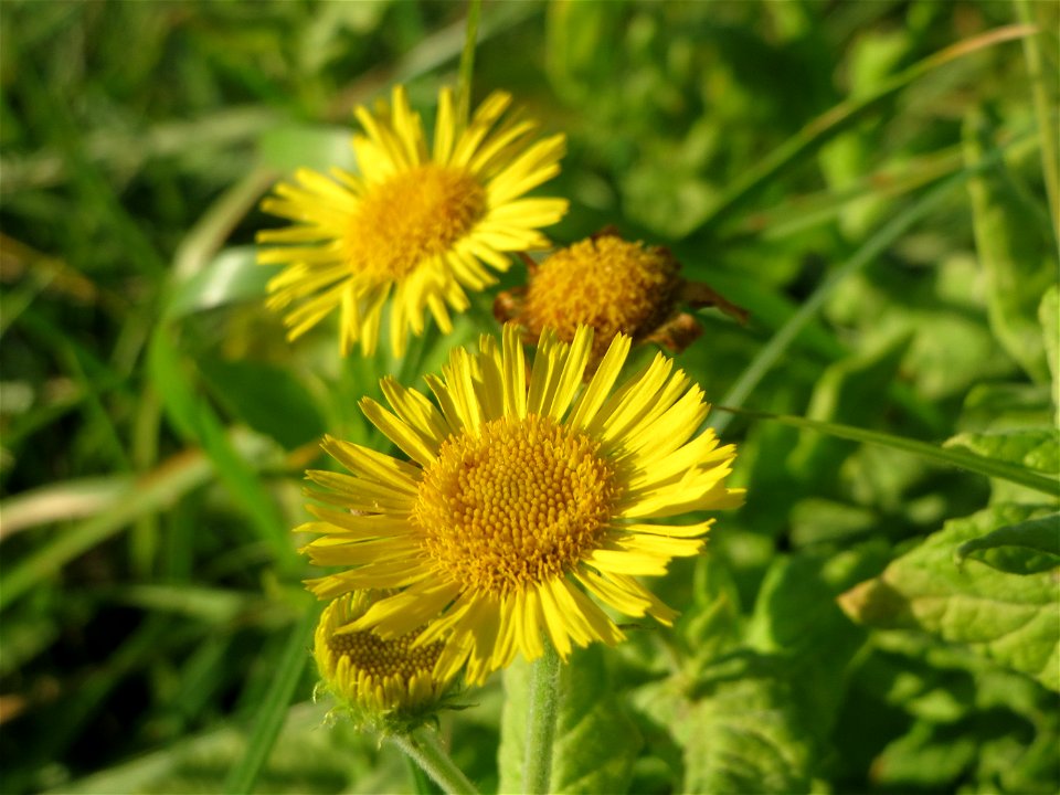 Großes Flohkraut (Pulicaria dysenterica) im Hockenheimer Rheinbogen