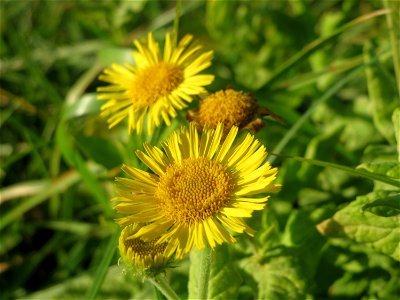 Großes Flohkraut (Pulicaria dysenterica) im Hockenheimer Rheinbogen