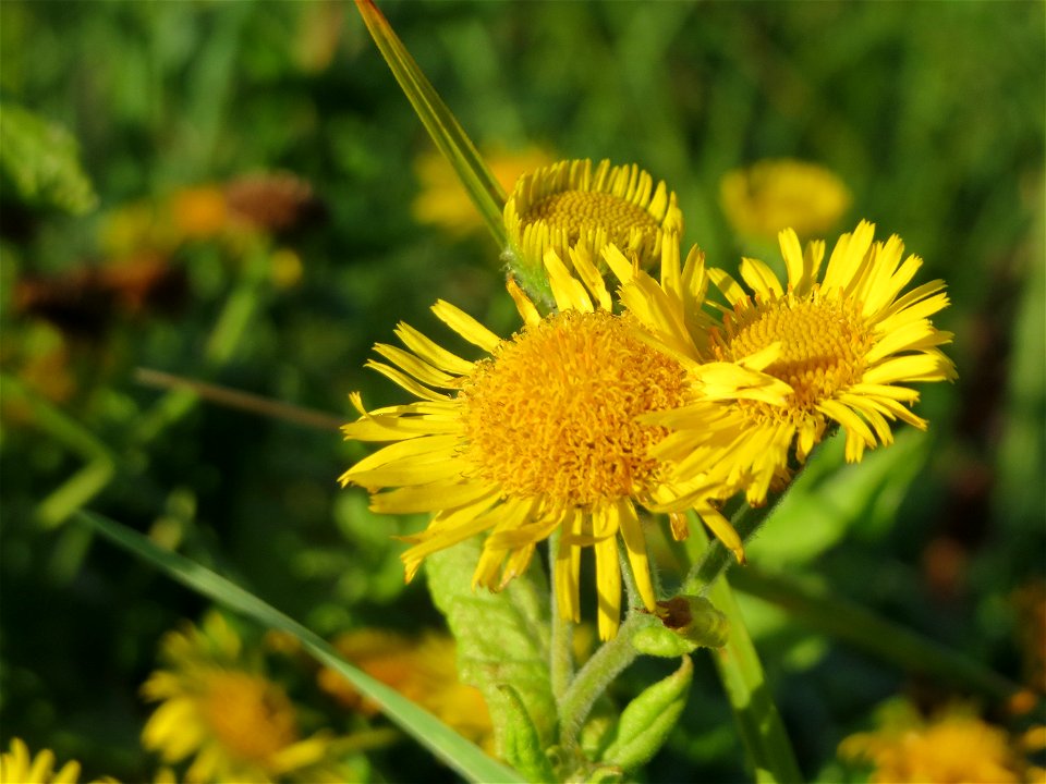 Großes Flohkraut (Pulicaria dysenterica) im Hockenheimer Rheinbogen