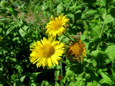 Großes Flohkraut (Pulicaria dysenterica) im Naturschutzgebiet "St. Arnualer Wiesen" photo