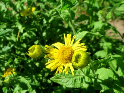 Großes Flohkraut (Pulicaria dysenterica) im Naturschutzgebiet "St. Arnualer Wiesen" photo