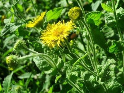 Großes Flohkraut (Pulicaria dysenterica) im Naturschutzgebiet "St. Arnualer Wiesen"