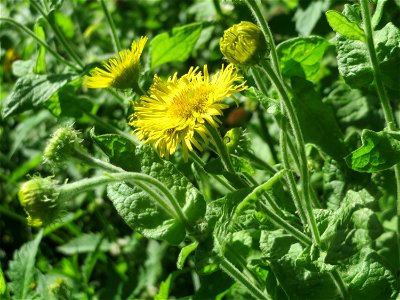 Großes Flohkraut (Pulicaria dysenterica) im Naturschutzgebiet "St. Arnualer Wiesen" photo