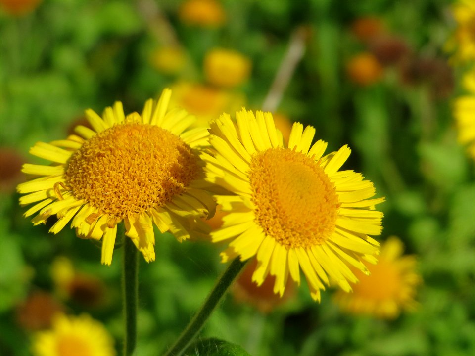 Großes Flohkraut (Pulicaria dysenterica) im Hockenheimer Rheinbogen