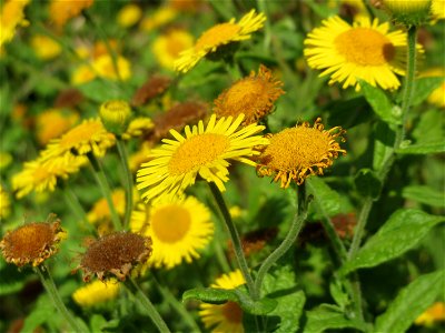 Großes Flohkraut (Pulicaria dysenterica) im Hockenheimer Rheinbogen