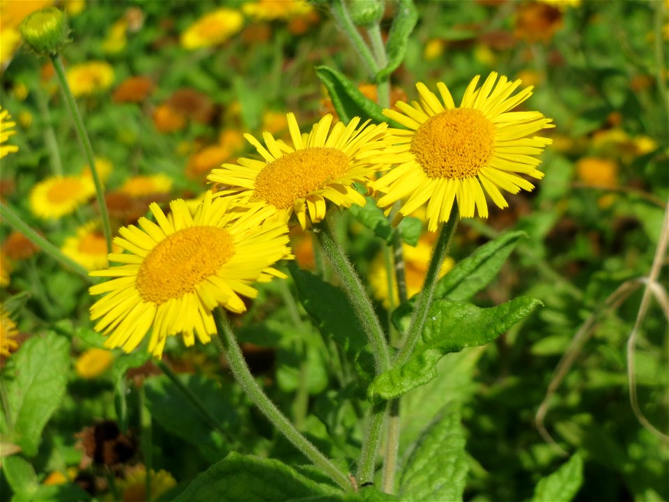 Großes Flohkraut (Pulicaria dysenterica) im Hockenheimer Rheinbogen